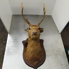 日本鹿のオブジェ　剥製　
