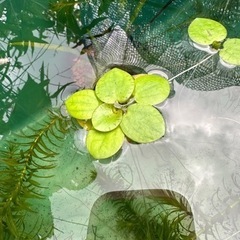 浮き草　ドワーフアマゾンフロッグピット