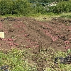 10/3以降お渡し　第4弾🍠土つき　さつまいも紅はるか🍠予約は5...