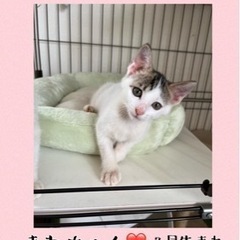 10月1日(日)姪浜の譲渡会に参加します‼️のんびり屋のあわちゃん❤️の画像