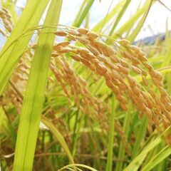 令和5年度新米　佐賀県産米🌾夢しずく🌾玄米8,000円