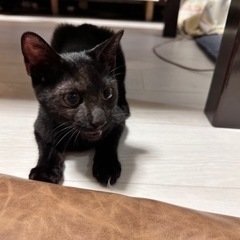 4ヶ月　甘えん坊な黒猫　男の子　こんぶ🐈‍⬛