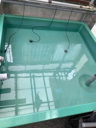 らんちゅう　金魚　FRP水槽　内1500✖️1500   外1650✖️1650