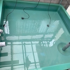 らんちゅう　金魚　FRP水槽　内1500✖️1500   外16...