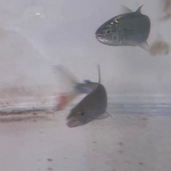 ドラド25センチ以上　引