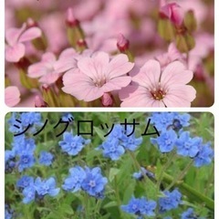 花の種　6種類セット