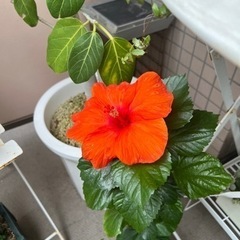 ハイビスカス その他の中古が安い！激安で譲ります・無料であげます(9  
