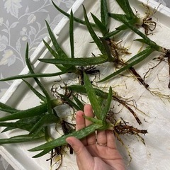 アロエベラ アロエ ベラ 無農薬 多肉植物 抜き苗 