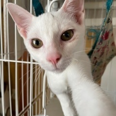 白猫1匹　８ヶ月里親募集中 − 宮崎県
