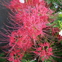 ヒガンバナ　彼岸花　球根　葉っぱ　花　植物　庭造り　ガーデン