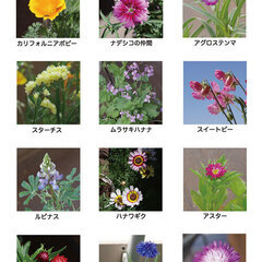 無料 花のタネ 12種類