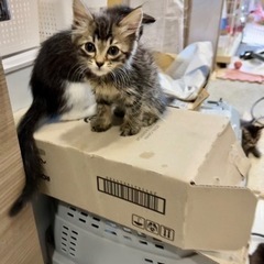 離乳赤ちゃんシリーズ❣️とにかく愛くるしいペルシャMIX子猫1.5カ月