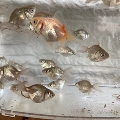 NO.3【30匹1,000円】金魚　オランダ獅子頭　稚魚