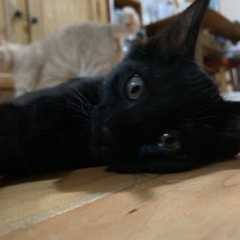 可愛い黒猫くん