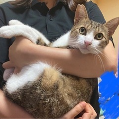 【トライアル決まりました】キジ白かぎしっぽの美猫くん - 里親募集