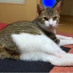 【トライアル決まりました】キジ白かぎしっぽの美猫くん − 静岡県
