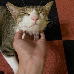 【トライアル決まりました】キジ白かぎしっぽの美猫くん - 猫