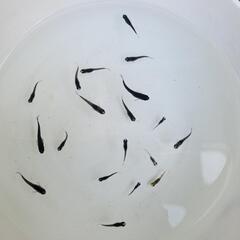 メダカ　稚魚　50匹　オロチ、白ブチ、サファイア系