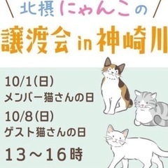 １０月１日大阪市淀川区猫譲渡会！
