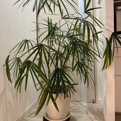 シュロチク　棕櫚竹