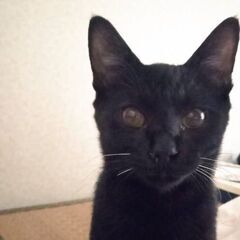 (里親さん決定！)4ヶ月 オス 天然ボケ 子猫 人間大好き　届け出済 − 宮城県