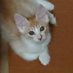淡い毛色の美しい子猫  茶白 2ヶ月