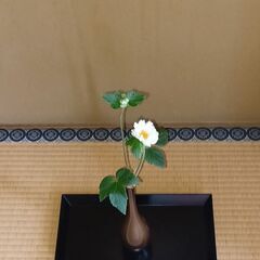 ★茶道サークル★五井公民館