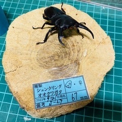 （お取引中）④シェンクリングオオクワガタ   新成虫ペアの販売