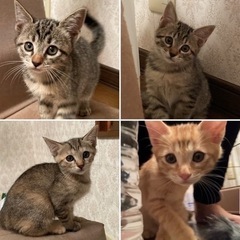【7月末生まれ】(保護猫)淡路島生まれのキュートな4兄妹♡