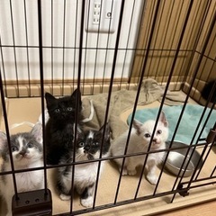 生後1ヶ月ぐらいの仔猫です。