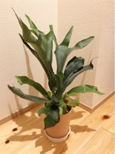 観葉植物　コウモリラン（ビカクシダ）　65cm　5号鉢と受け皿付き