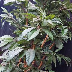 コーヒーの木オブジェ観葉植物オブジェ約２メート