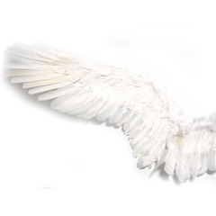 天使の翼 羽根 コスプレ ホワイト