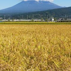 生産農家直送美味しい静岡コシヒカリ特別米（こだわりの有機肥料使用...