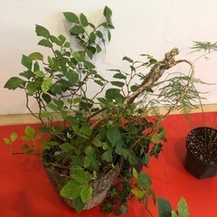 観葉植物3点