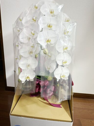 新品！胡蝶蘭！いただいてまだ３日です。