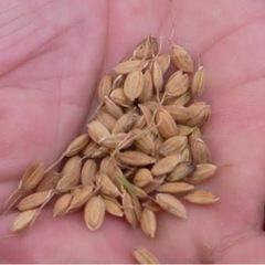 【もち米】マンゲツモチ 籾20kg 天日干し 令和5年収穫 新米 1