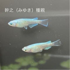 【ネット決済】【メダカ】みゆき（幹之）幼魚10匹