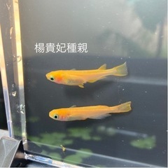 【ネット決済】【メダカ】楊貴妃　幼魚5匹