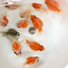 金魚 ★ピンポンパール 当歳★ 3匹1セット500円