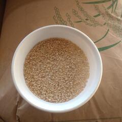 令和5年産　キヌムスメ玄米30ｋｇ現在予約以外販売中止