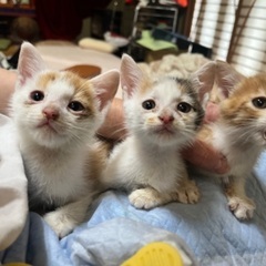 急募　生後2ヶ月の3匹の子猫です