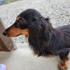 カニヘンダックル　繁殖引退犬　メス