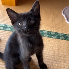 黒猫ちゃん　1ヶ月半　オス