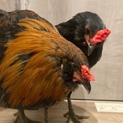 黒翡翠鶏　雄　2羽　R5 6月生まれ