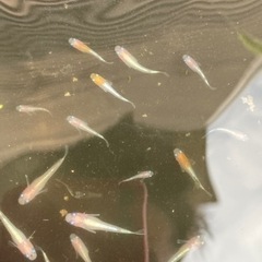 ダイアナメダカ幼魚　10匹