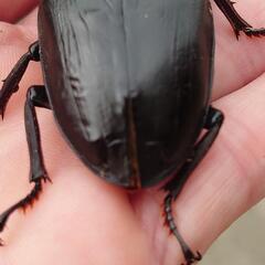 極太オオクワガタトリオ1♂2♀No44