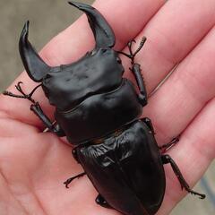 極太オオクワガタトリオ1♂2♀No44