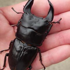 極太オオクワガタトリオ1♂2♀No44 極太オオクワガタトリオ1♂2♀No44