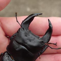 極太オオクワガタトリオ1♂2♀No44